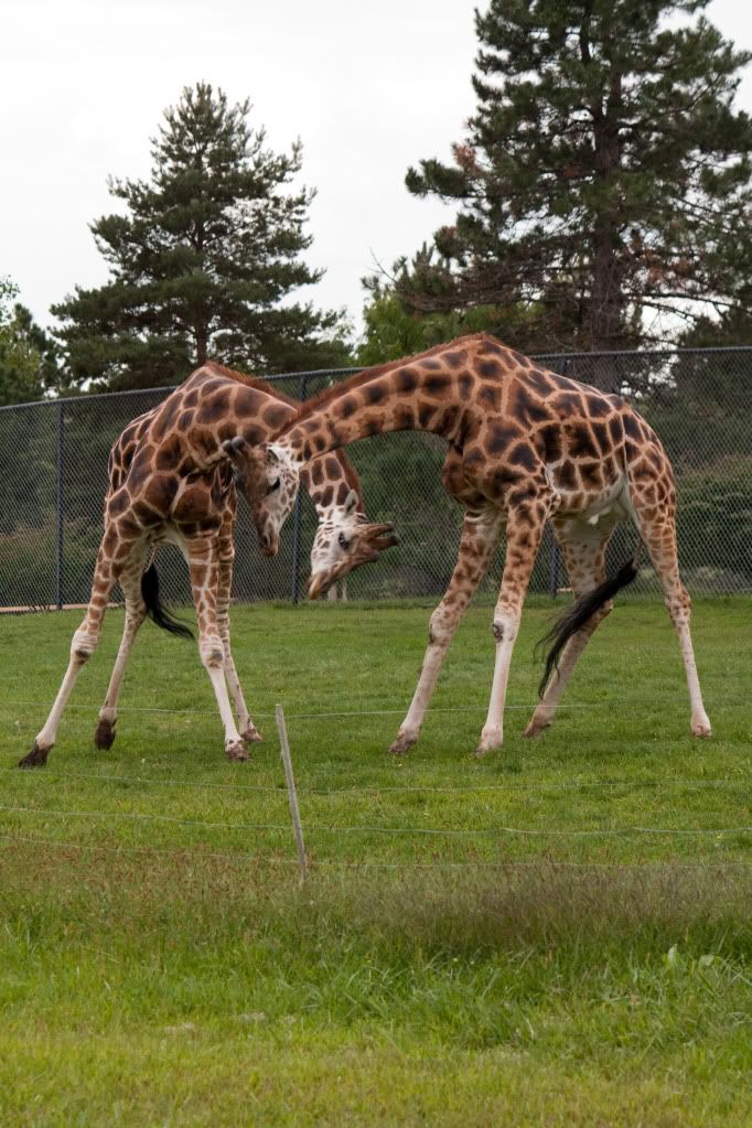 IMAGE: http://i264.photobucket.com/albums/ii162/armageddonmonkey/Zoo/DuelingGiraffes-5481.jpg