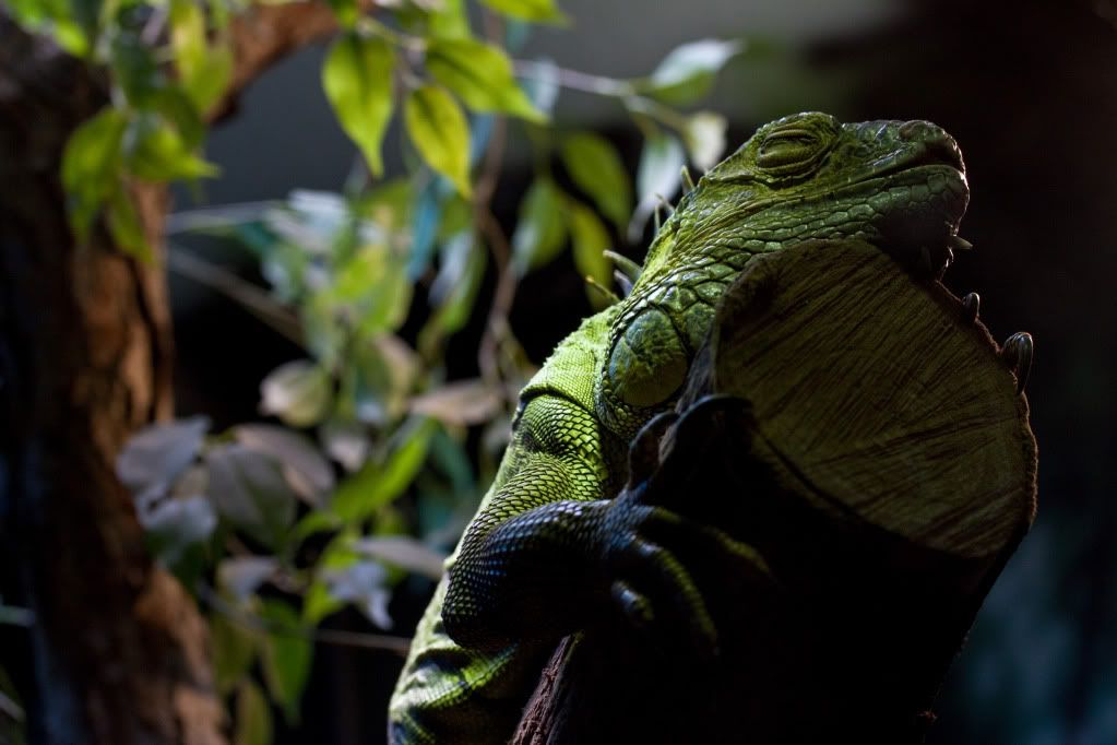 IMAGE: http://i264.photobucket.com/albums/ii162/armageddonmonkey/Zoo/Iguanainthedark-5453.jpg