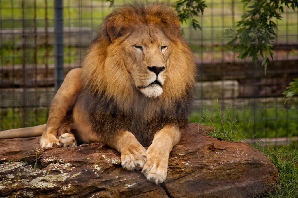 IMAGE: http://i264.photobucket.com/albums/ii162/armageddonmonkey/Zoo/ProudLion-5519.jpg