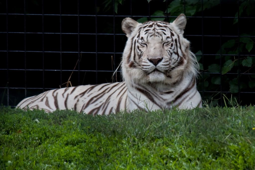 IMAGE: http://i264.photobucket.com/albums/ii162/armageddonmonkey/Zoo/ProudWhiteTiger-5423.jpg