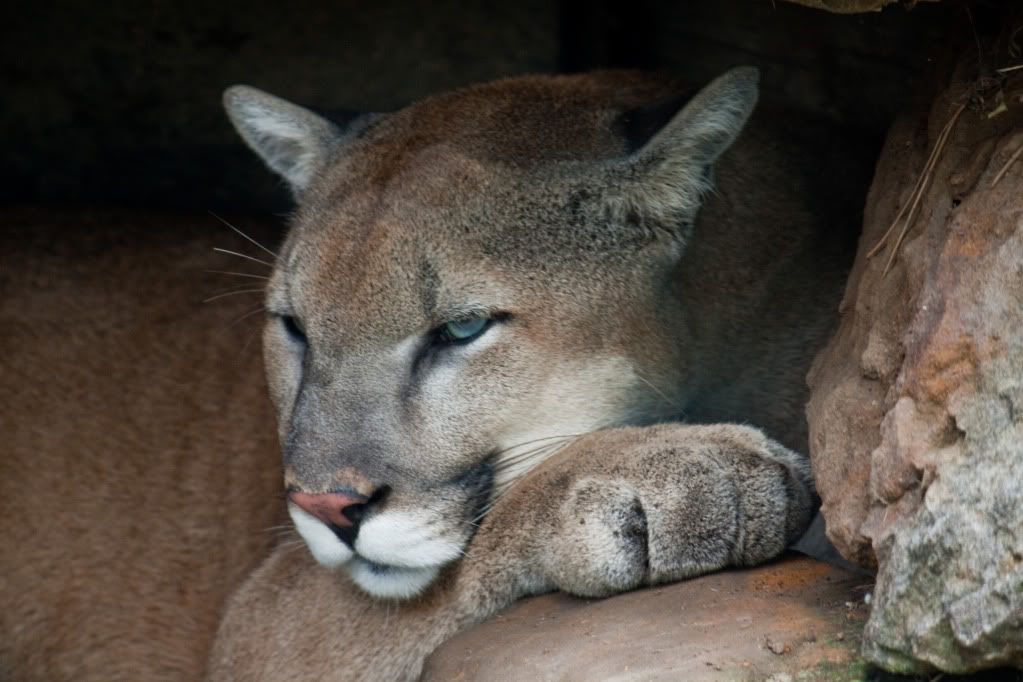 IMAGE: http://i264.photobucket.com/albums/ii162/armageddonmonkey/Zoo/SleepyCougar-5426.jpg