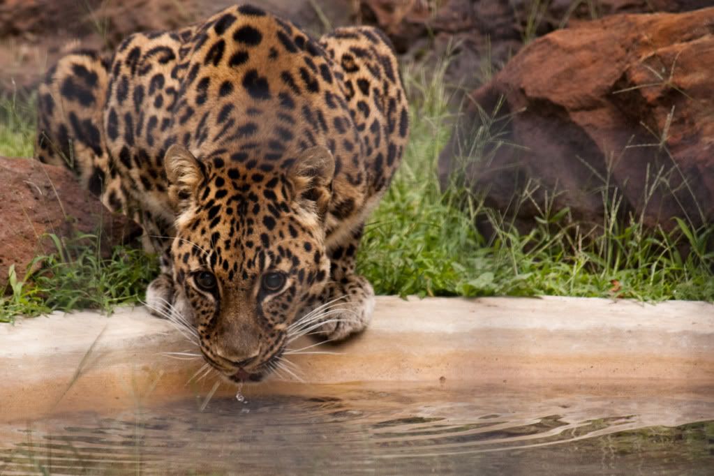 IMAGE: http://i264.photobucket.com/albums/ii162/armageddonmonkey/Zoo/ThirstyLeopard-5418.jpg