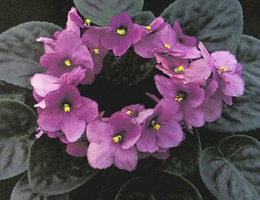 African Violets