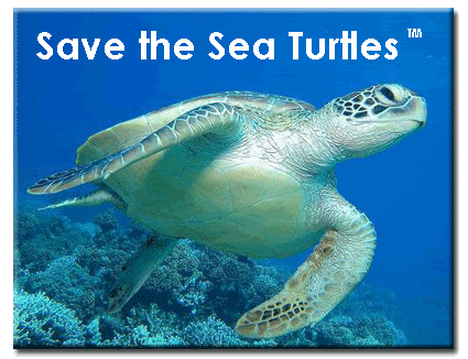 save the sea turtle Pictures, Images and Photos