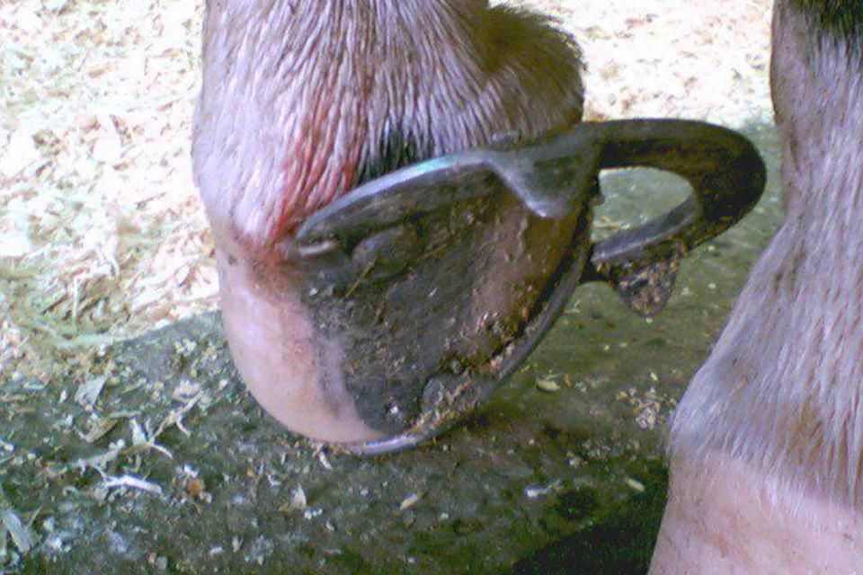 Pictures Do you find all your horses' lost shoes in the field?