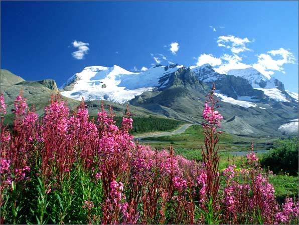 picofwildflowerswithmountainbackdro.jpg wild flowers with a mountain view image by stlmarty