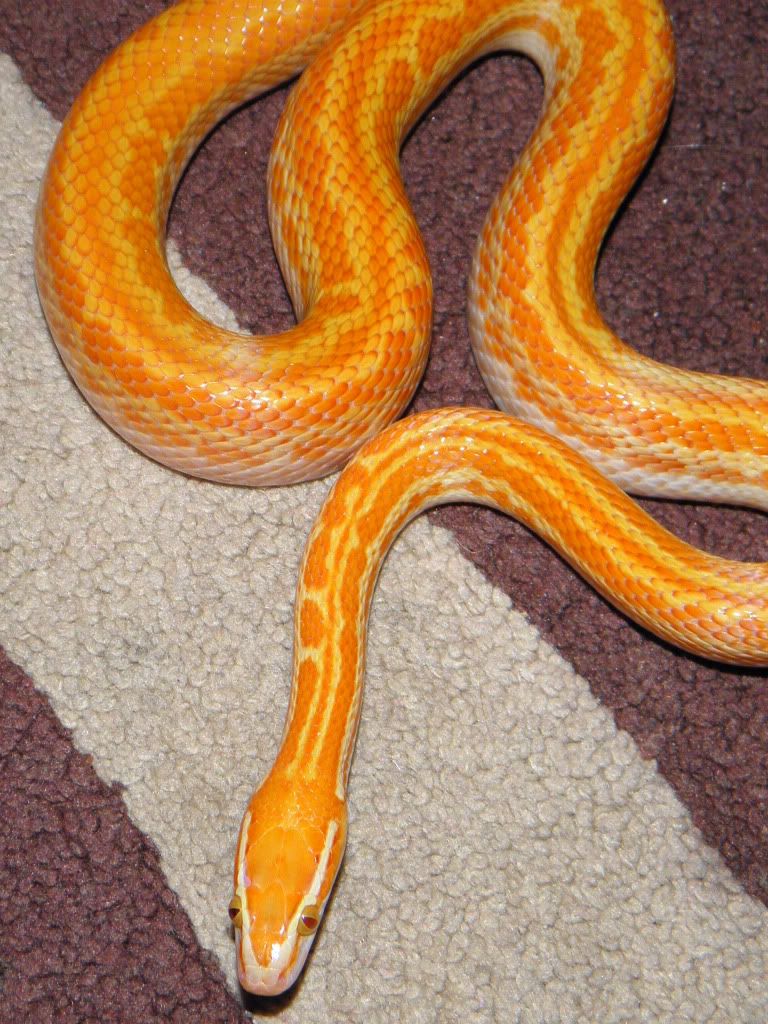 Boaedon Capensis Reptile Forums