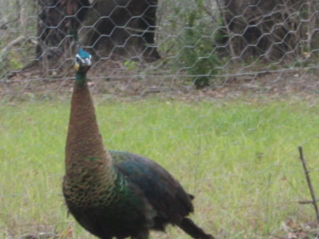 Javanese Peacock