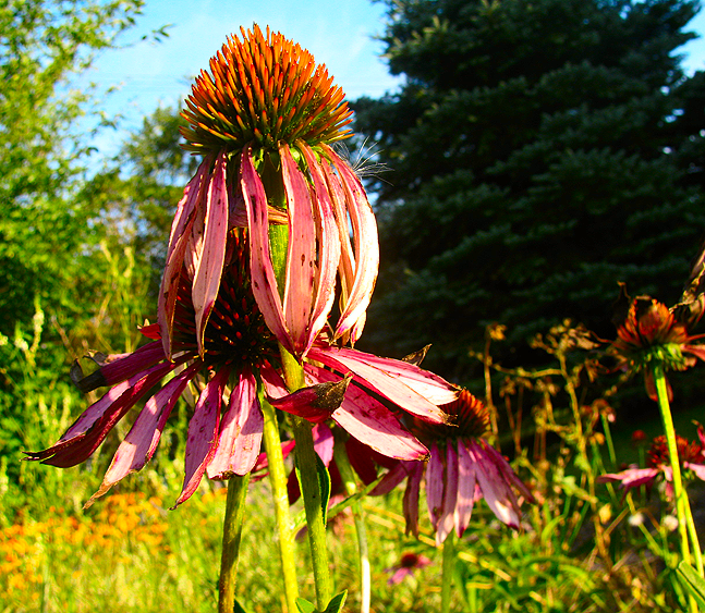 IMAGE: http://i264.photobucket.com/albums/ii168/brideofdrkness/Photography/POTNwildflowerchallenge.png