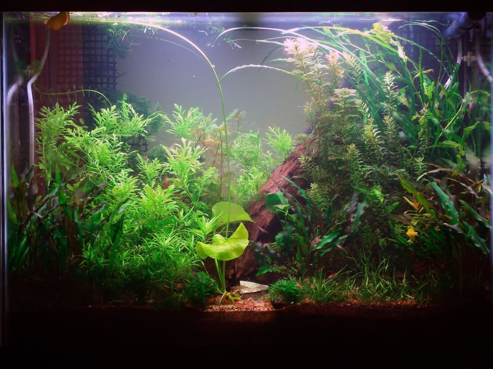  - PlantedTank_042