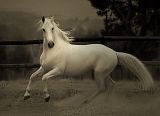 horse.jpg horse image by margo-059
