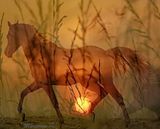 hss.jpg image by margo-059