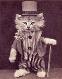 kittendandy.jpg image by margo-059