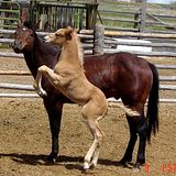 spring03_RickandFancycolt2.jpg image by margo-059