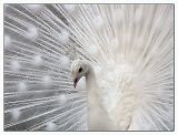 wp.jpg image by margo-059
