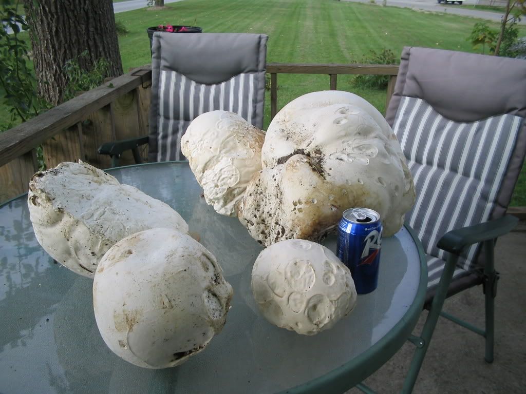 puffballs 07 Pictures, Images and Photos