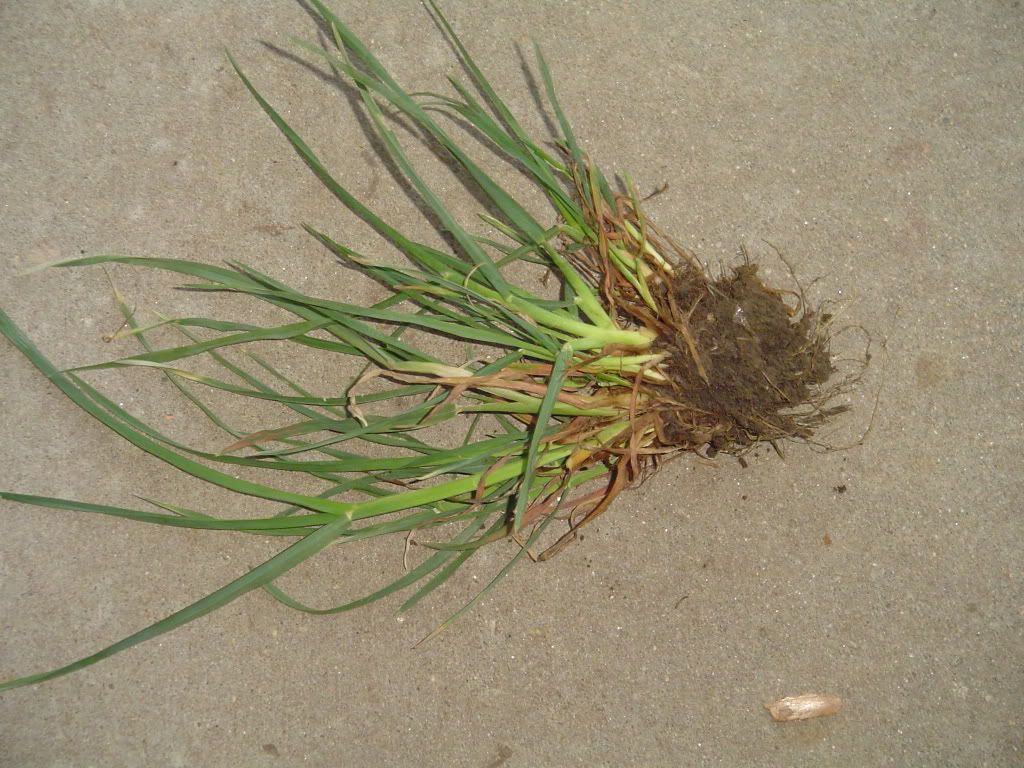 Weed In Grass