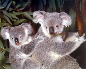 koalabears.jpg