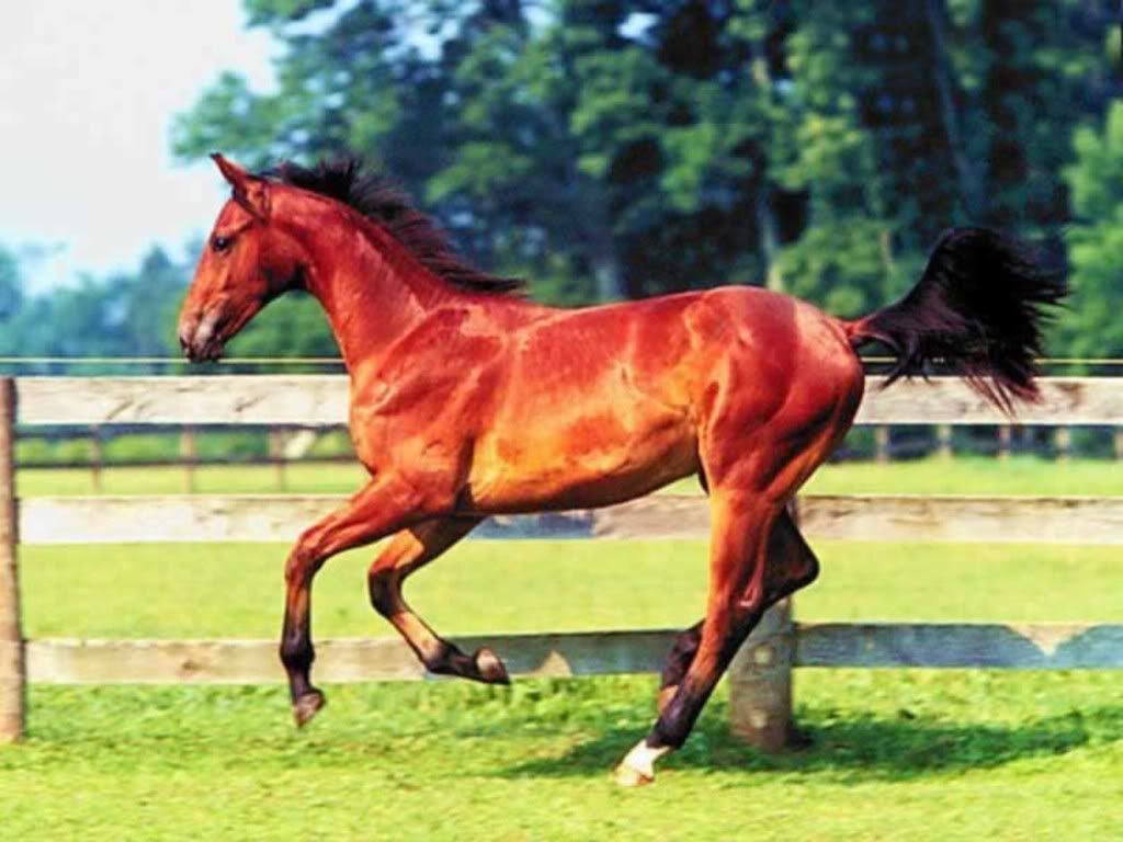 Bay Horse Images
