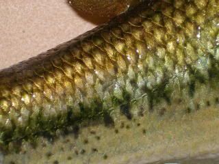 FishpicsfromMay409008.jpg