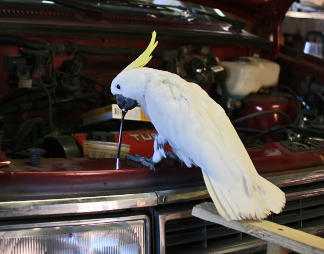 IMAGE: http://i264.photobucket.com/albums/ii177/evolize/Parrots/IMG_4349.jpg