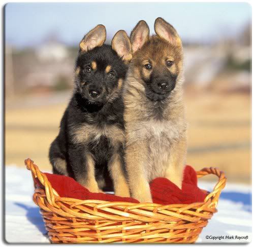 German-Shepherd-puppies.jpg