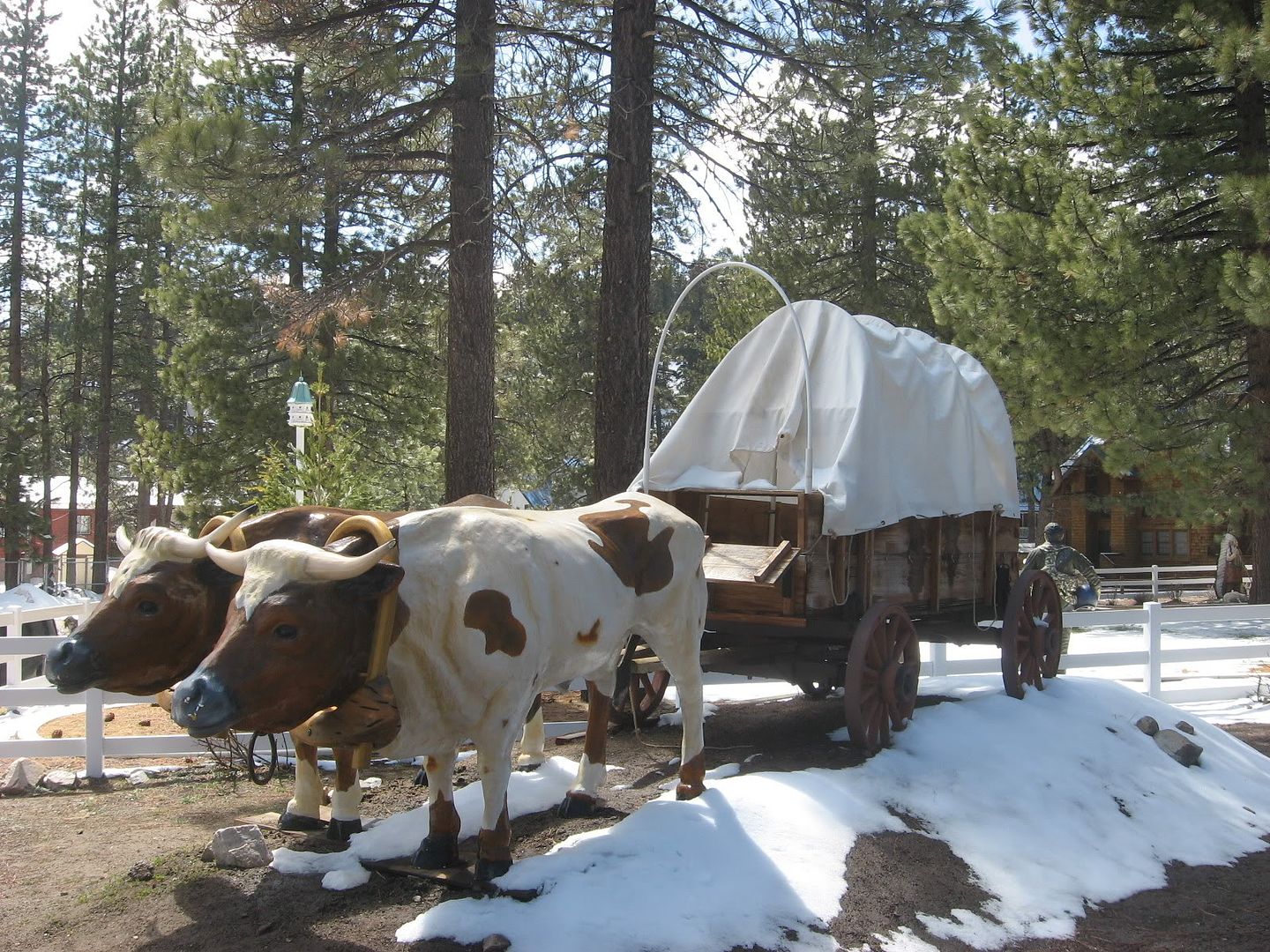 oxen outside fawn park