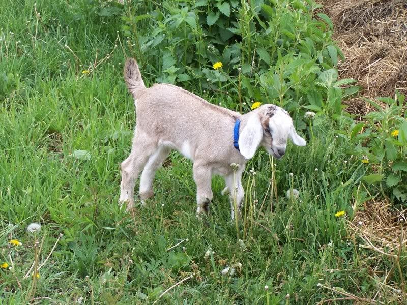 Our new additions. - Goats