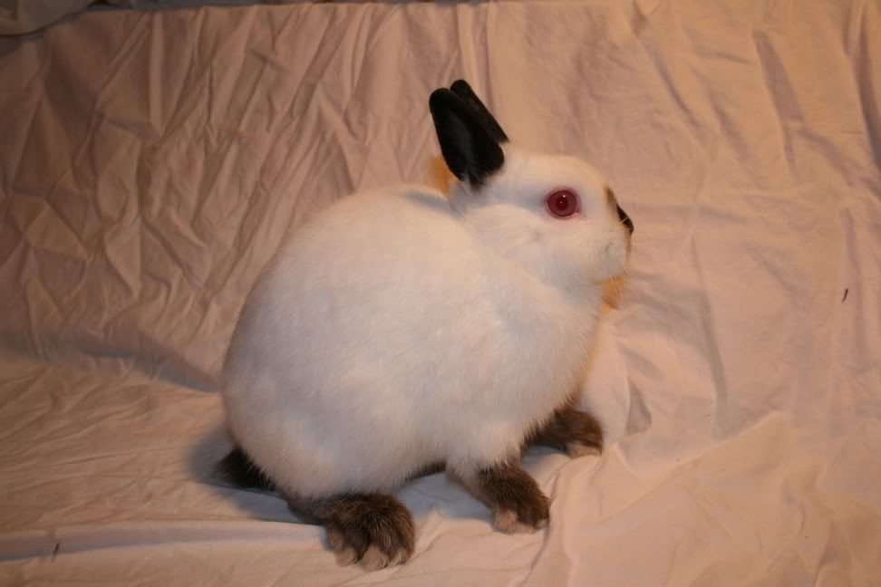 Netherland Dwarf 6th Day Rabbitry Rabbits in Ohio