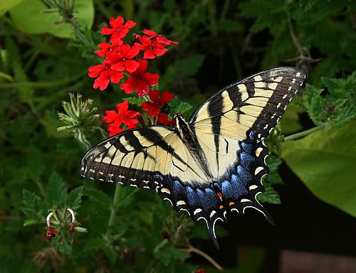 Beautiful Butterfly Pictures, Images and Photos