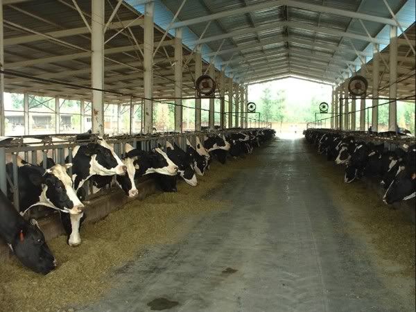 dairy farm Pictures, Images and Photos