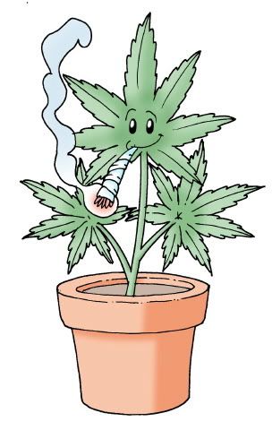 Plants_Marijuana_C.jpg