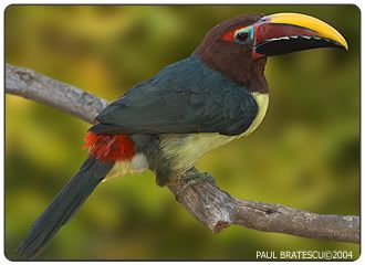 greenaracari.jpg