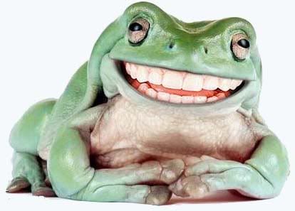 Smiling Frog Pictures, Images and Photos