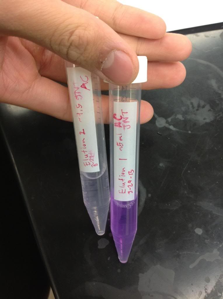  Fig. 6: Elutions 1 and 2 in tubes after being eluted with 250 mM Imidazole in 1x PBS with Ni-NA resin/buffer, 5ml each