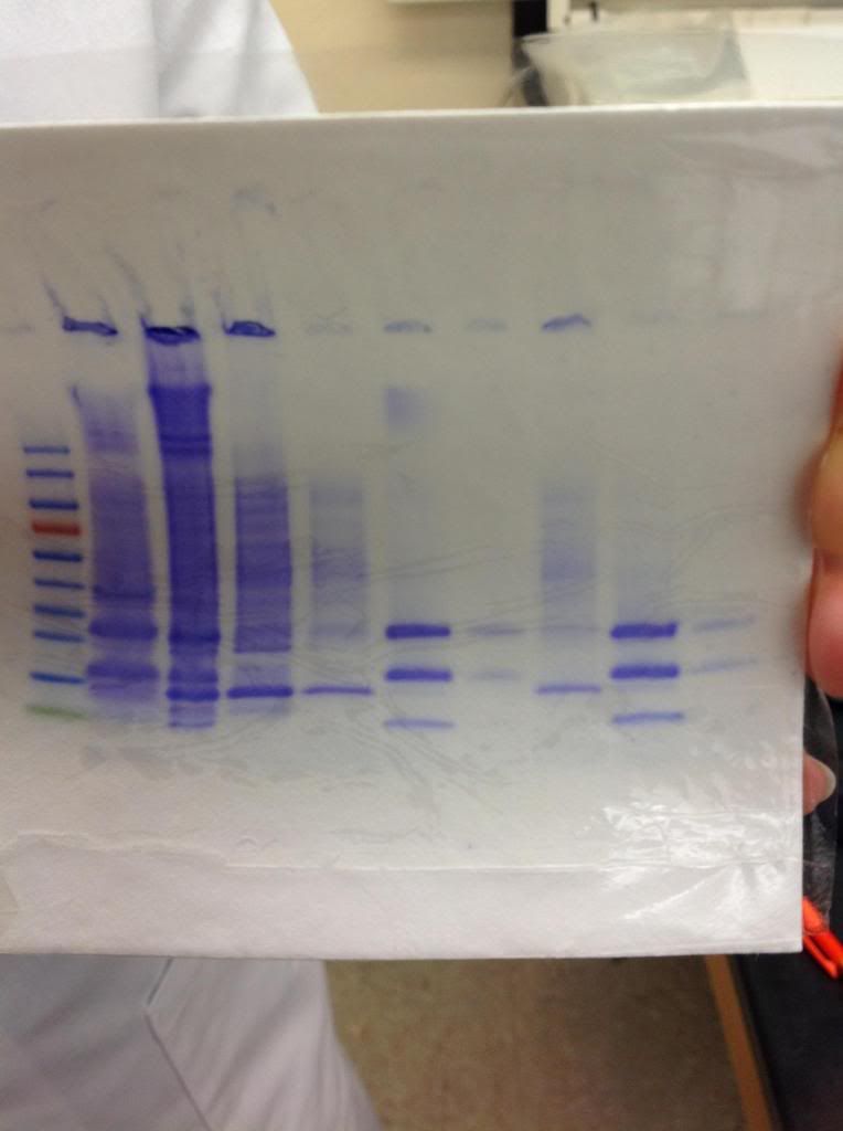 Fig. 10: Dried protein gel. Lane 1 (from left to right): Molecular Weight Standard. L2: Cell debris. L3: Soluable components. L4: Flow-through. L5: Wash (mine). L6: Elution 1 (mine). L7: Elution 2 (mine). L8: Wash (partner's). L9: Elution 1 (partner's). L10: Elution 2 (partner's).