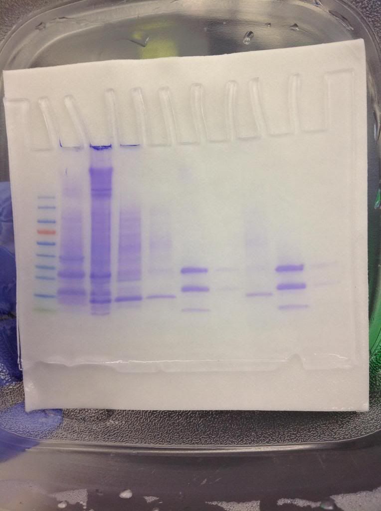 Fig. 9: Gel after staining and destaining, prior to drying