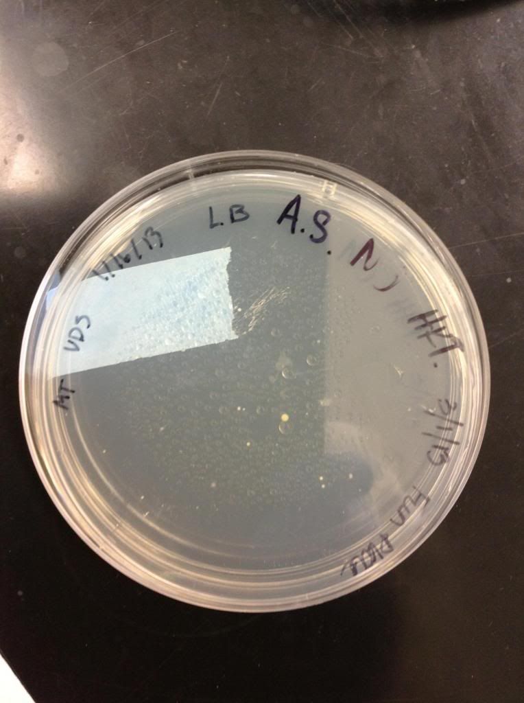  Fig. 3: Ampicillin negative fun plate from swabbing a desktop computer keyboard after overnight incubation at 37˚C.