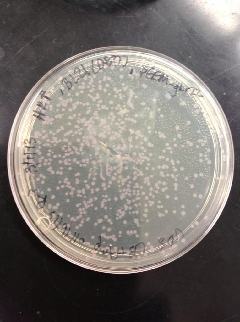 Fig. 2: Ampicillin positive agar plate with growth of BL21(DE3) transformed with pGEM-gbr22 after overnight incubation at 37˚C.