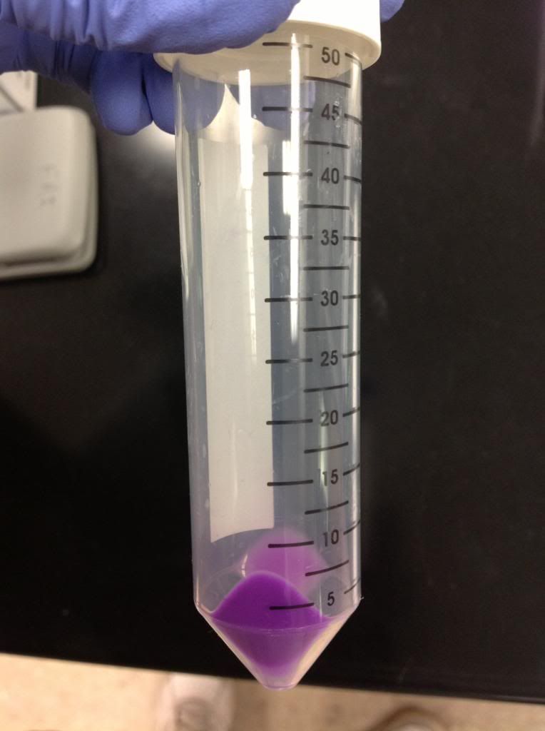 Fig. 5: Wet cell pellet (with a weight of 0.44g) obtained by centrifuging BL21(DE3) bacterial cells transformed with pGEM-gbr22 for 10 minutes at 4°C and 5,000 rpm.