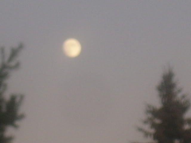 moonagain002.jpg