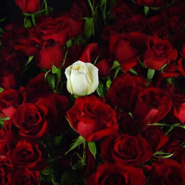 White & Red Roses