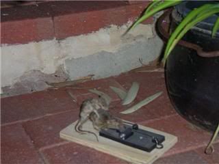 mousetrap1.jpg