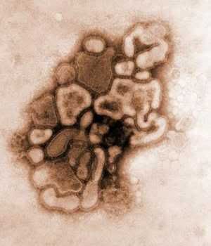 virus influenza Pictures, Images and Photos