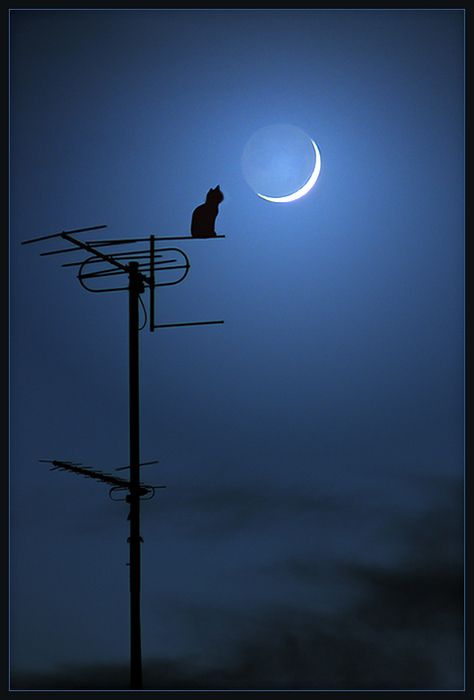 [Image: black-cat-antenna-sit-moon-night.jpg]