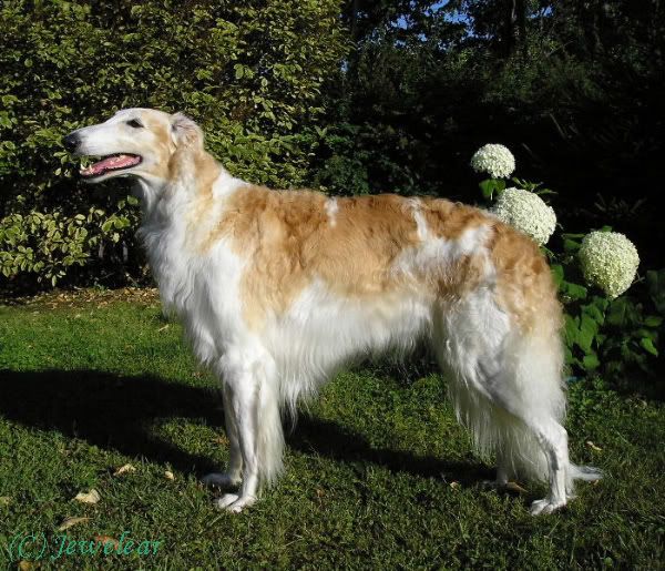 borzoi.jpg