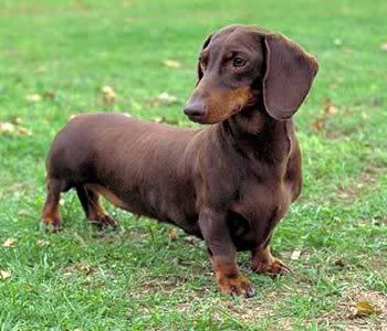 dachsund.jpg