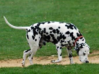 dalmation.jpg