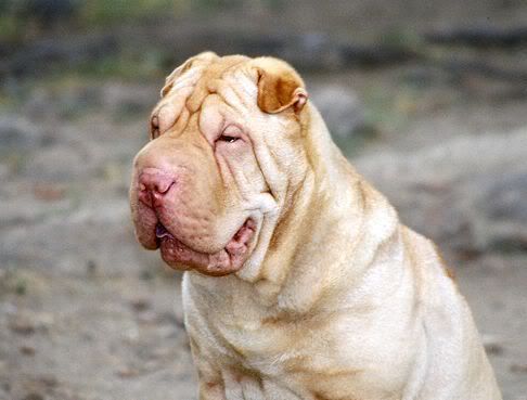 sharpei.jpg