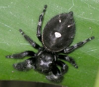 sp-phidippus1.jpg